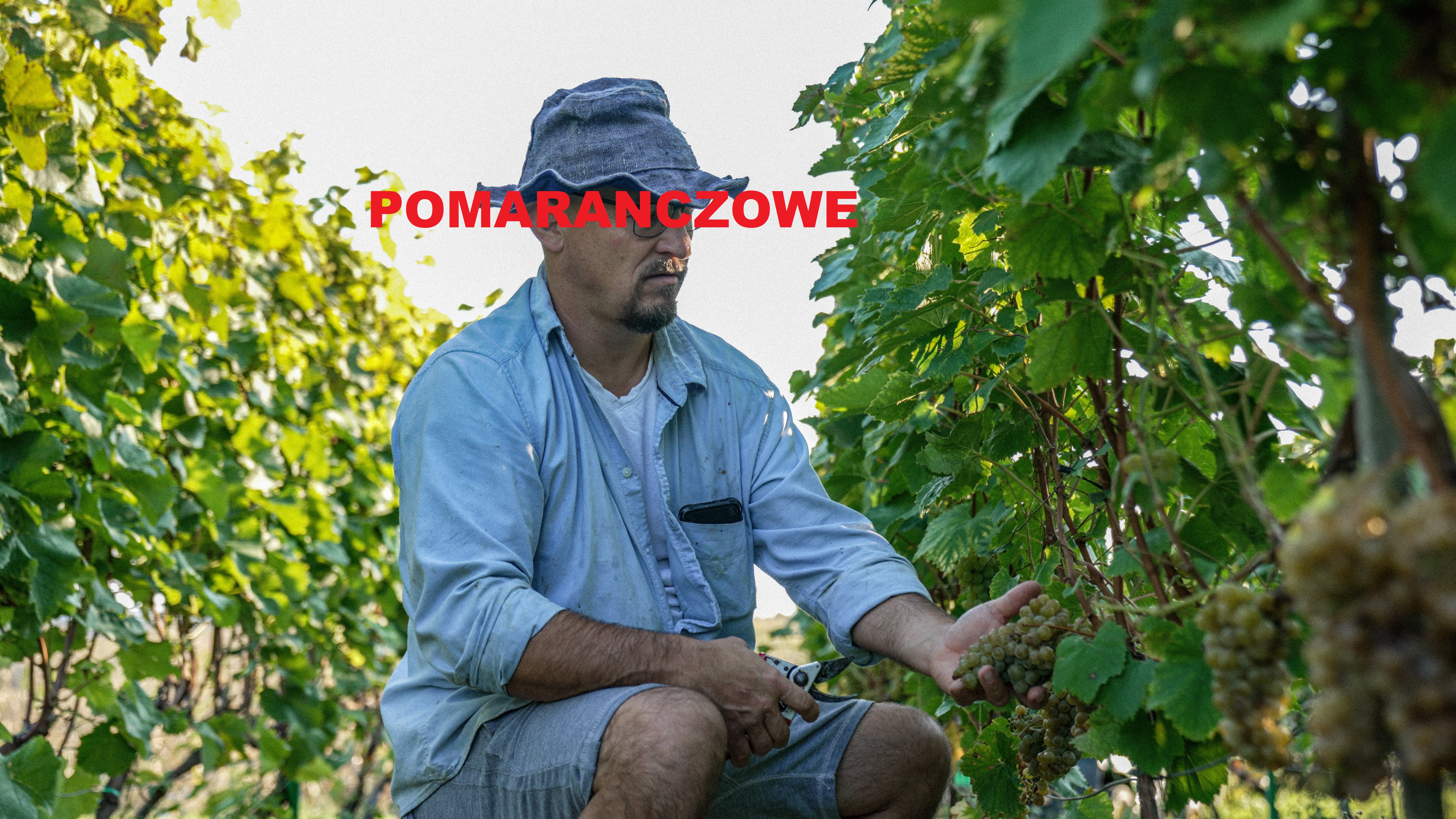 Wino Pomaranczowe