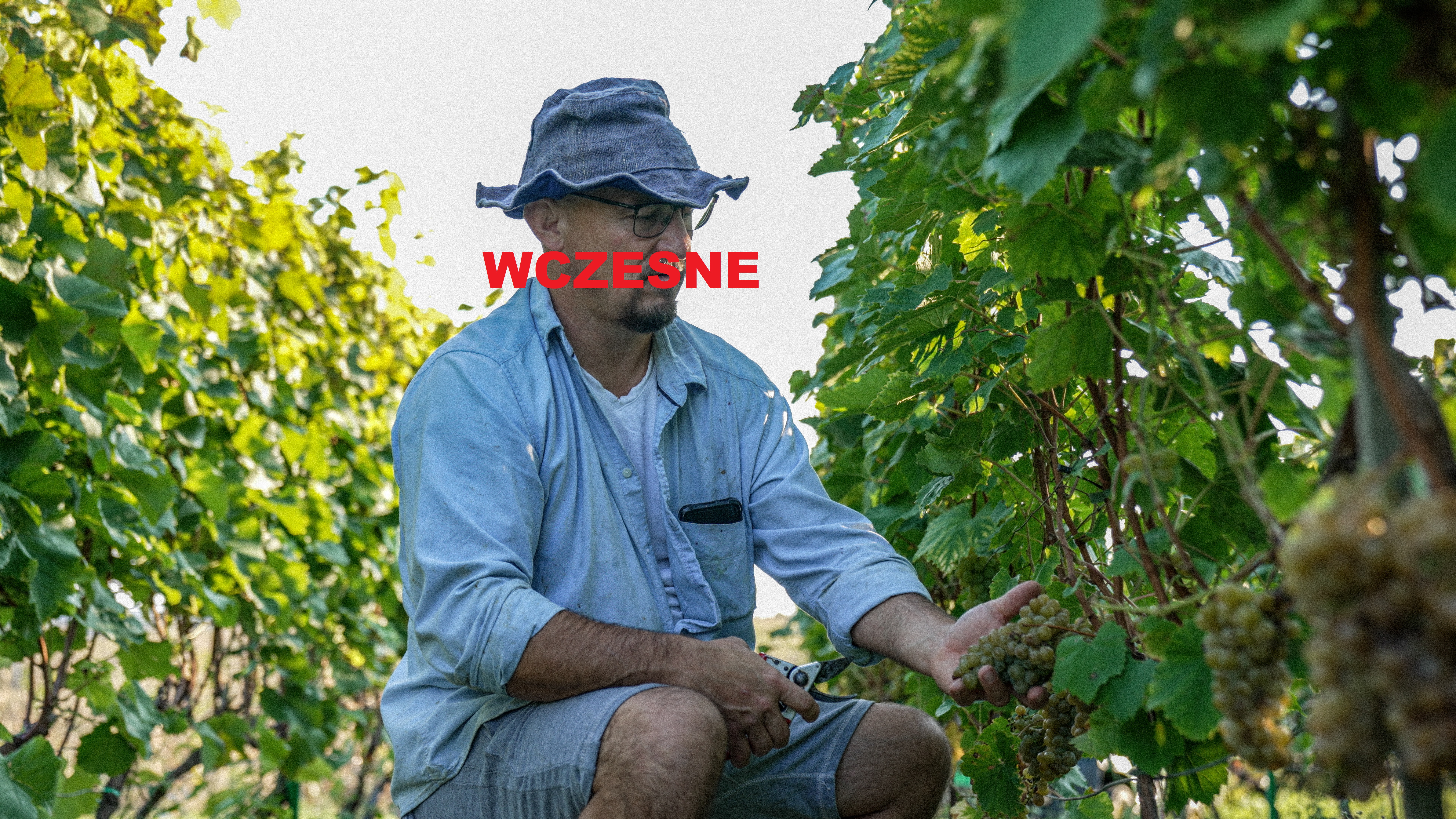 Wino Wczesne